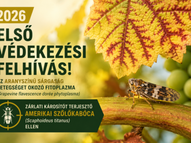 Felhívás minden szőlőtermelő részére!